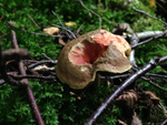 Red Cracked Boletus, Boletus chrysenteron
